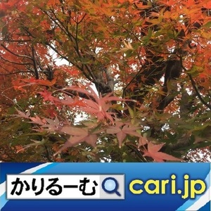 35_momiji191215w500x500.jpg